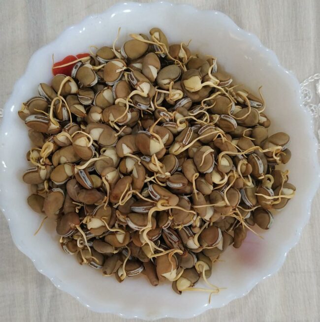 SPROUTED KADAVE VAAL (BITTER FIELD BEANS) - Image 2